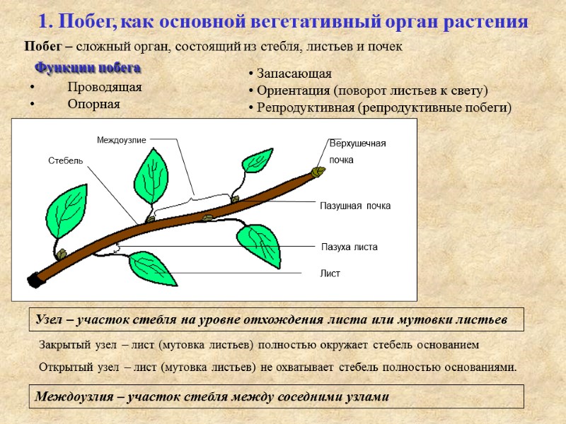 1. Побег, как основной вегетативный орган растения Побег – сложный орган, состоящий из стебля,